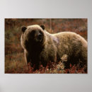 Suche nach grizzlybär poster Wild
