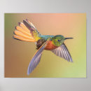 Suche nach buff poster Vogelvogel