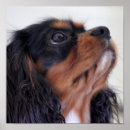 Suche nach spaniels poster Dogs