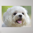 Suche nach hund poster Horizontal