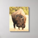 Suche nach bison leinwandbilder Wild lebende tiere