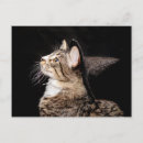 Suche nach katze mit hut poster Schwarz