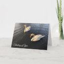 Suche nach zwei schwäne postkarten Natur