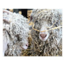 Suche nach lustige ziege poster Niedlich