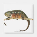 Suche nach madagaskar magnete Kaltblütig