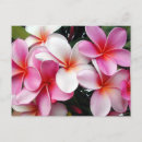 Suche nach plumeria postkarten Rosa
