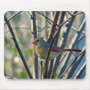 Suche nach kardinal mousepads Vogelvogel