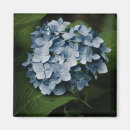 Suche nach hydrangea magnete Blau