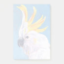 Suche nach cockatoo poster Vogelporträt