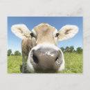 Suche nach fuß postkarten Spaß