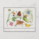 Suche nach vintage schmetterling postkarten Illustration