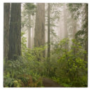 Suche nach sequoia fliesen Kalifornien