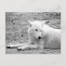 Suche nach arktischer wolf postkarten Tier