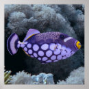 Suche nach triggerfish poster Unterwasser