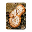 Suche nach fungi magnete Pilz