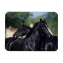 Suche nach arabisches pferd magnete Araber