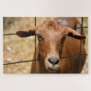Suche nach lustige ziege puzzle Niedlich