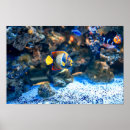 Suche nach bunte fische poster Wasser