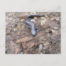 Suche nach salamander poster Natur