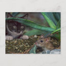 Suche nach katze und maus postkarten Lustig