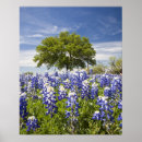 Suche nach texas bluebonnet poster Landschaftlich
