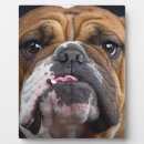 Suche nach lustiges mit hunden fotoplatten Tiere
