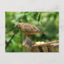 Suche nach tropische vögel postkarten Tiere