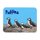 Suche nach atlantisch magnete Puffin