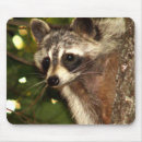 Suche nach waschbären mousepads Wild lebende tiere