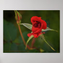 Suche nach rote rose kunst Blüte