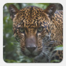 Suche nach jaguar aufkleber Wild