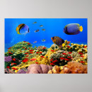 Suche nach bunte fische poster Meer