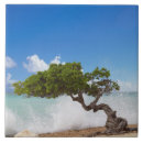 Suche nach aruba fliesen Insel