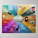 Suche nach gehirn anatomie poster Psychologie