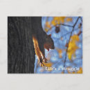 Suche nach eichhörnchen fotos poster Lustig