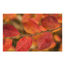 Suche nach schönheit in der natur poster Nah up