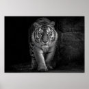 Suche nach wildlife kunst Majestätisch