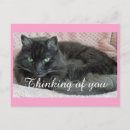 Suche nach für katzenliebhaber postkarten Niedliche katze