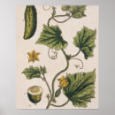 Suche nach platten poster Botanisch