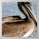 Suche nach pelikan poster Himmel