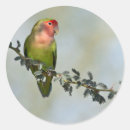 Suche nach singvogel aufkleber Vogelliebhaber