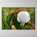 Suche nach pilze poster Herbst