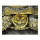 Suche nach schildkröte muschel poster Reptil