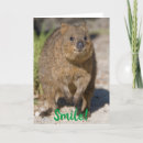 Suche nach quokka karten Rotninsel