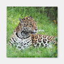 Suche nach jaguar magnete Gepunktet