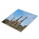 Suche nach giraffe fliesen Tierwelt