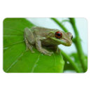 Suche nach baumfrösche magnete Baumfrosch