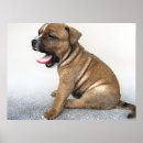 Suche nach staffordshire terrier poster Bull