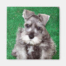 Suche nach miniature schnauzer magnete Kühlschrank
