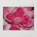 Suche nach fuchsien poster Rose